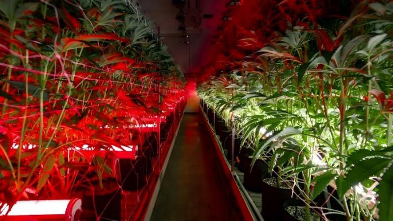4ft under canopy grow lights 4ft under canopy grow lights